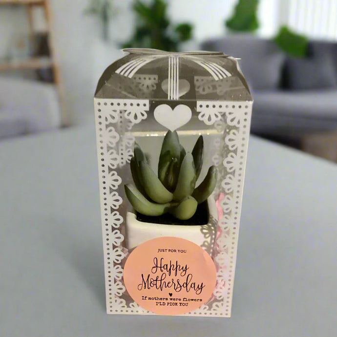 succulent in box for mothersday