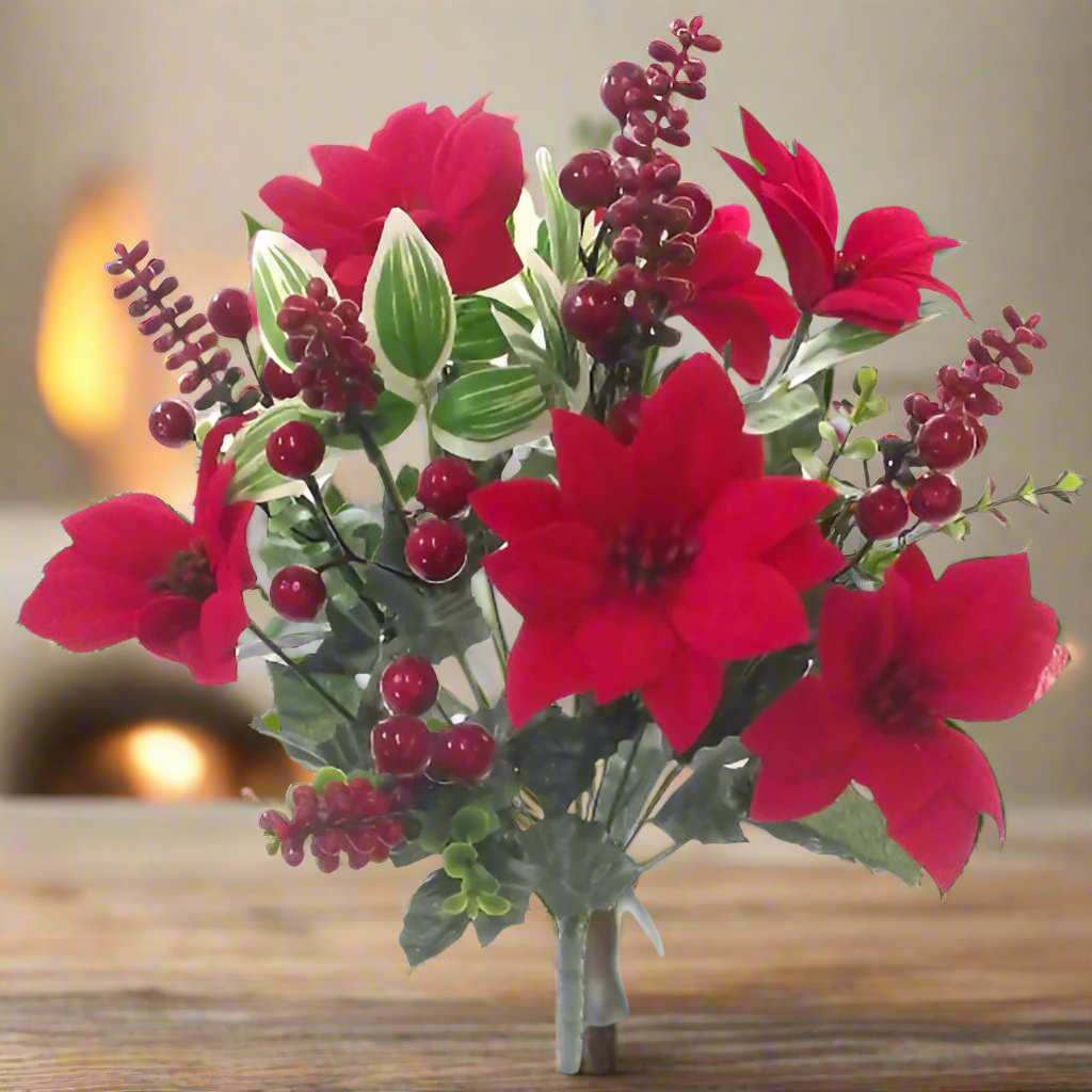 red velvet poinsettia flower bush