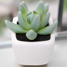 7cm artificial grey/green succulent in white ceramic pot